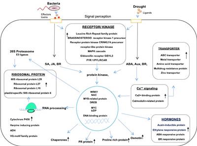 Cross-Talk Signaling in Rice During Combined Drought and Bacterial Blight Stress